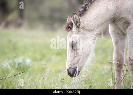 White Foal pâturage dans des prairies luxuriantes Banque D'Images