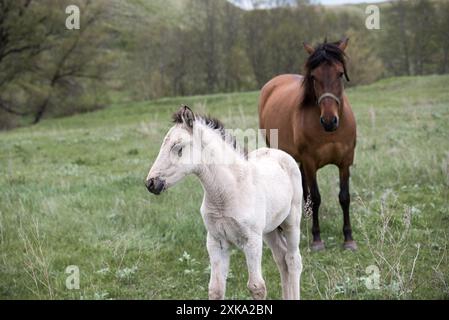 Un poulain blanc se tient à côté de sa mère dans un champ de printemps Banque D'Images