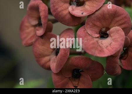 Vue rapprochée de petites fleurs de pétales rouges uniques avec des gouttes de pluie sur le dessus Banque D'Images