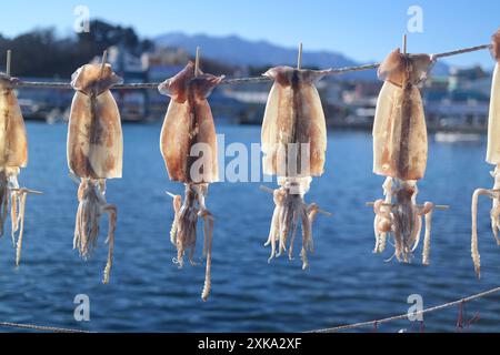 Calmars séché séchant sur une corde dans la mer de l'est, corée Banque D'Images
