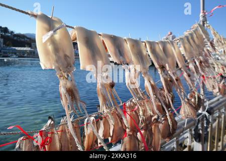 Calmars séché séchant sur une corde dans la mer de l'est, corée Banque D'Images