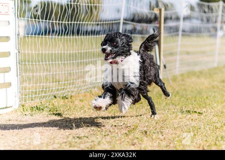 Chien d'eau portugais noir et blanc Running Lure Coursing Dog sport Banque D'Images