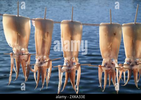 Calmars séché séchant sur une corde dans la mer de l'est, corée Banque D'Images