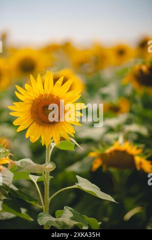 Tournesol dans un champ avec un motif en forme de coeur au centre Banque D'Images