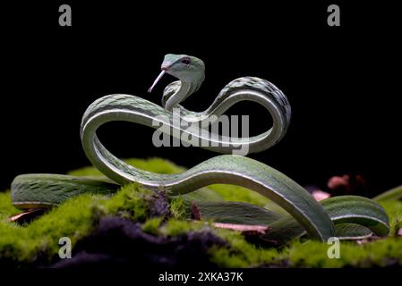 Serpent de vigne vert prêt à attaquer Banque D'Images