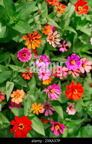 Récolte de fleurs de zinnia dans la cour arrière en plein soleil Banque D'Images