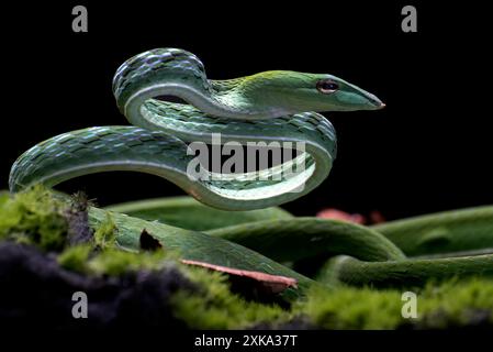 Serpent de vigne vert prêt à attaquer Banque D'Images