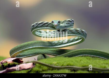 Serpent de vigne vert prêt à attaquer Banque D'Images
