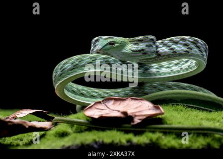 Serpent de vigne vert prêt à attaquer Banque D'Images