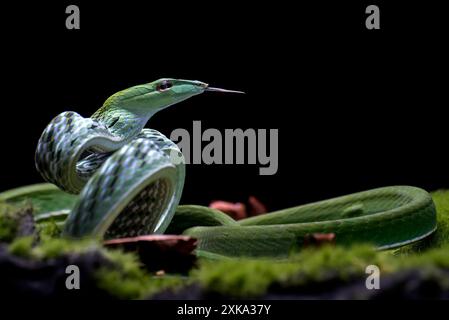 Serpent de vigne vert prêt à attaquer Banque D'Images