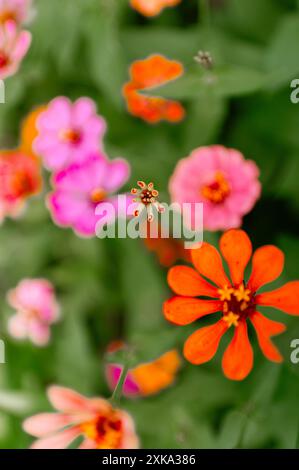 Zinnia fleurit avant l'ouverture complète Banque D'Images