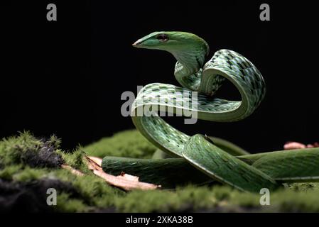 Serpent de vigne vert prêt à attaquer Banque D'Images