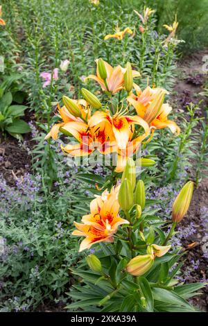 Lis jaunes sur un parterre de fleurs dans le jardin. Vue de dessus. Banque D'Images