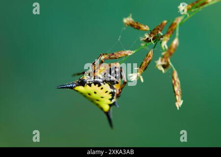 Vue rapprochée de l'araignée sur l'herbe Banque D'Images