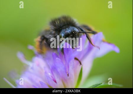 World Bee Day National Honey Bee Day Bee on Purple trèfle avec fond vert été Banque D'Images