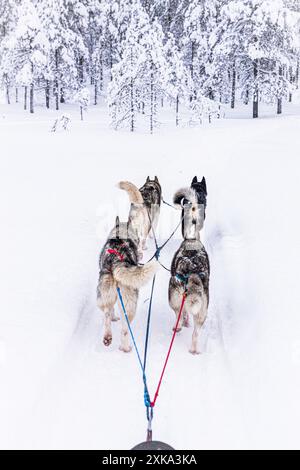 Perspective personnelle d'une personne chien en traîneau dans une forêt arctique enneigée Banque D'Images