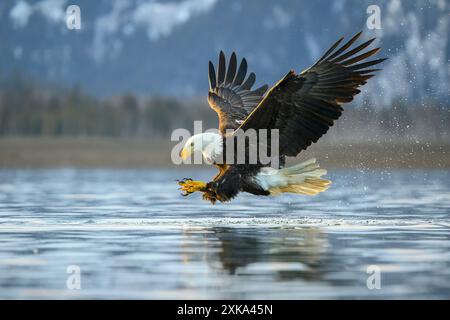 Plongée Bald Eagle pour le poisson, Alaska Banque D'Images