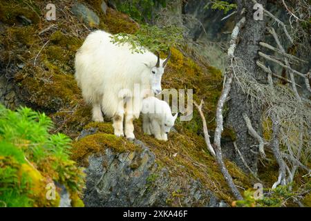 Chèvre de montagne nounou et enfant sur la falaise moussue Banque D'Images