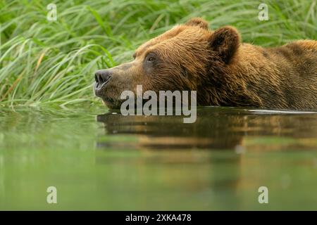 Ours brun adulte nageant dans l'estuaire du sanctuaire de Khutzeymateen Banque D'Images