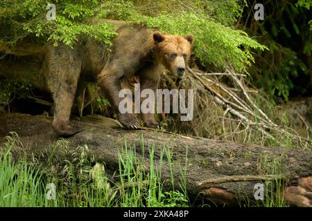 Ours brun sur bûche dans la forêt tropicale tempérée Banque D'Images