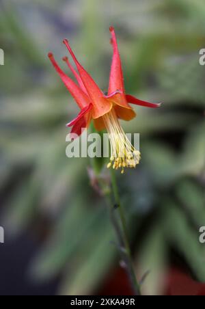 Colonne rouge occidentale, Aquilegia elegantula, Ranunculaceae. Colorado et Nouveau Mexique, États-Unis, Amérique du Nord. Banque D'Images