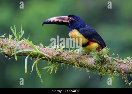 Aracari à collier (Pteroglossus torquatus) perché sur de la mousse de rameau, Boca Tapada, Costa Rica. Banque D'Images