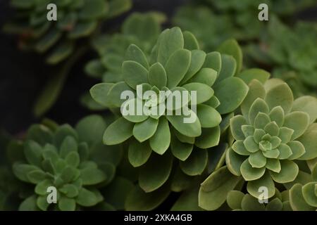 Gros plan des feuilles de plantes succulentes d'Aeonium canariense Banque D'Images