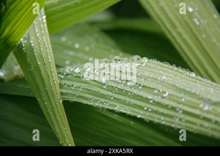 Goutte de pluie sur la feuille 02 Banque D'Images