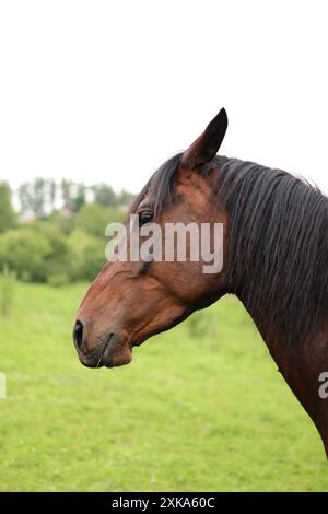 Portrait de tête de cheval brun dans une nature. Elle a le visage drôle Banque D'Images