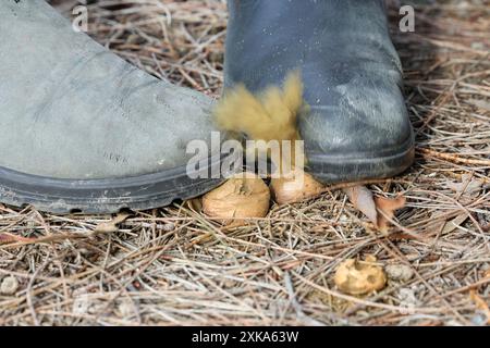 Deux pieds ou des bottes de travail debout sur un champignon de bouffball ou des champignons faisant des spores de poussière jaune vert éclaboussent comme une bouffée de fumée. Répandre le plaisir de la balle bouffée Banque D'Images