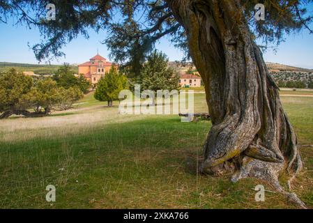 Forêt de genévrier. Moral de Hornuez, province de segovia, Castilla Leon, Espagne. Banque D'Images