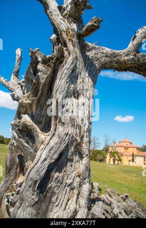 Vieille église de Juniper tree et. Enebral de Hornuez, moral de Hornuez, province de segovia, Castilla Leon, Espagne. Banque D'Images