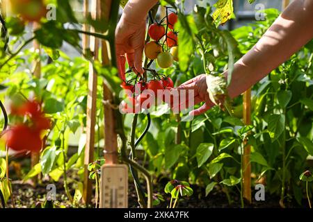 Femme jardinant et vérifiant les tomates poussant dans une serre. Banque D'Images