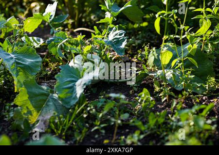 Chou-rave poussant sur le sol dans un potager entouré de feuilles vertes. Banque D'Images