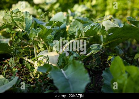 Chou-rave poussant sur le sol dans un potager entouré de feuilles vertes. Banque D'Images