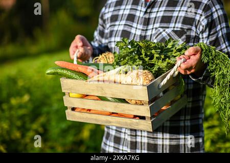 Agriculteur tient une caisse en bois pleine de légumes biologiques frais, juste récoltés dans le jardin. Banque D'Images