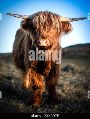 Scottish Highland Cow regardant Banque D'Images