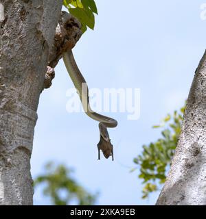 Un grand Mamba noir a cherché dans des trous dans un arbre d'hélicoptère et a localisé un toit de chauves-souris tombes. Plusieurs se sont envolés pour se mettre en sécurité mais deux ont été tués Banque D'Images