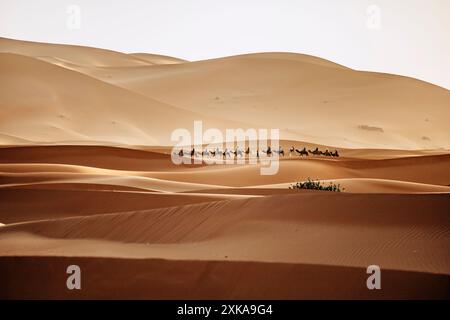 Balade à dos de chameau dans le désert du Sahara marocain pendant le coucher du soleil, Erg chebbi essai sud du Maroc, un groupe de touristes ils apprécient leur balade à dos de chameau dans le sable Banque D'Images