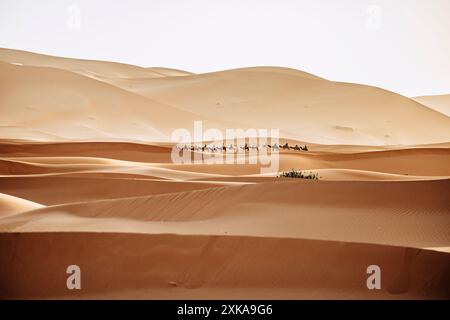 Balade à dos de chameau dans le désert du Sahara marocain pendant le coucher du soleil, Erg chebbi essai sud du Maroc, un groupe de touristes ils apprécient leur balade à dos de chameau dans le sable Banque D'Images