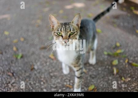 Gros plan d'un chat tabby avec des yeux verts et un arrière-plan extérieur flou, avec des feuilles dispersées. Concept d'animaux de compagnie et de nature Banque D'Images