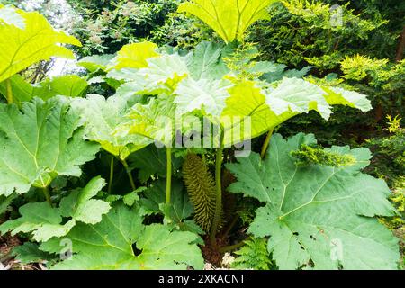 Gunnera Manicata Plant. Banque D'Images