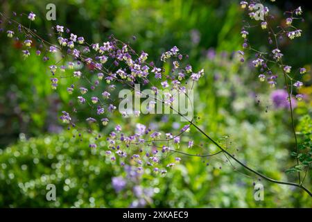Thalictrum Delavayi floraison dans un jardin d'été. Une vivacité avec des fleurs violettes pâles sur de fines tiges. Banque D'Images