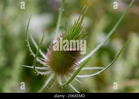 Chevalet ou cabaret, Dipsacus fullonum, caprifoliaceae Banque D'Images