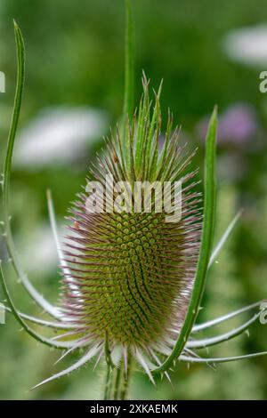 Chevalet ou cabaret, Dipsacus fullonum, caprifoliaceae Banque D'Images