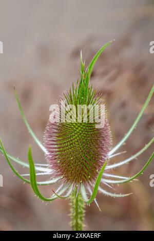 Chevalet ou cabaret, Dipsacus fullonum, caprifoliaceae Banque D'Images