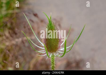 Chevalet ou cabaret, Dipsacus fullonum, caprifoliaceae Banque D'Images