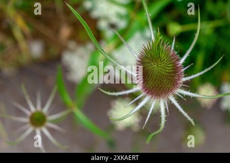 Chevalet ou cabaret, Dipsacus fullonum, caprifoliaceae Banque D'Images