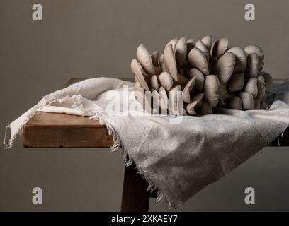 Gros champignon huître bleu cru sur la table. Banque D'Images