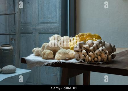 Variété de gros champignons crus sur la table en bois. Huîtres jaunes, Lion's Maine et champignons huîtres bleues. Banque D'Images